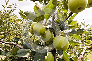 Rippe green apples in the orchard