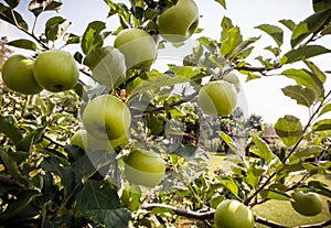 Rippe green apples in the orchard