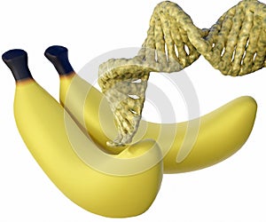 Ripped banana and DNA helix in the white background 3d rendering