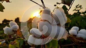 Ripped cotton crop flowers with sunset lights, close up view