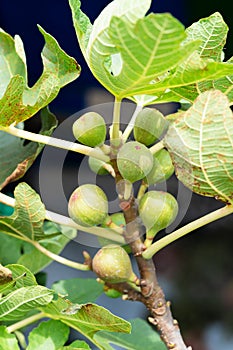 Ripped fig on the tree