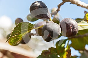 Ripped figs on the tree. natural leaf imperfection. Selective focus.