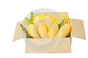 Ripped mangoes in a paper box ready to export.