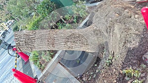 Ripped out Tree after Taifun