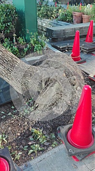 Ripped out Tree after Taifun