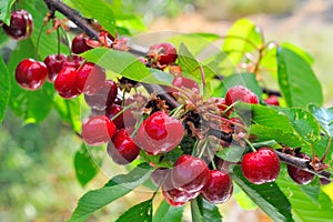 Rippen cherries on a branch