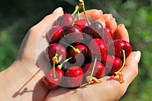 Rippen cherries in a girlÃÂ´s hands