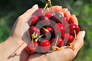 Rippen cherries in a girlÂ´s hands
