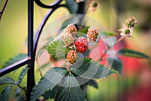 Ripening Blackberries