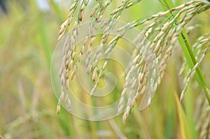 Rippening pendant rice