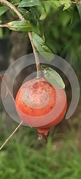 Rippening red Pomegranate on the green Branch