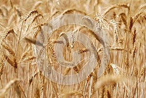 Ripping barley