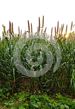 Ripping millet Bajara crop field, young millet field, millet cultivation in India