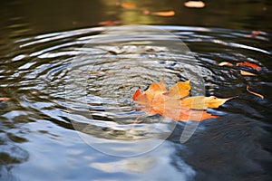 a ripple effect created by a falling leaf in water