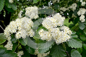 Ripple flowering is Scandinavian Sorbus intermedia Ehrh. Pers.. Spring