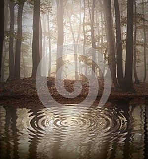 Ripple on lake in a forest with fog