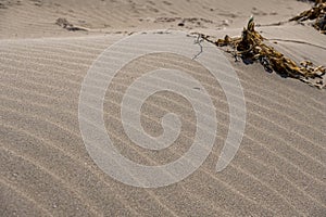 Ripple marks formed by aeolian processes on a sandy beach in Mediterranean region