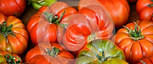 Ripple tomatoes Pantano Romanesco photo