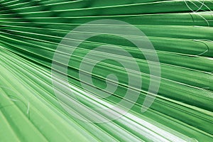 Rippled accordion pleated palm leaf with striped pattern of jungle jade green. Tropical nature background. Vacation spa wellness