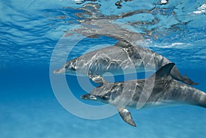 Rippled Dolphin Pair