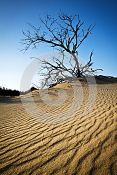 Rippled Sand Dunes Jockeys Ridge Outer Banks NC