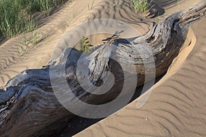 Ripples and curves. Sand and driftwood.