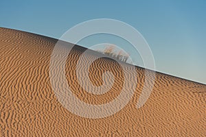 Ripples in dunes at Monahans Sandhills