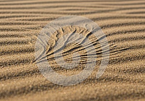Ripples in fine sand create a mesmerizing pattern, reminiscent of a