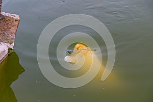 Ripples on a Koi fish pond in Lekki Conservation Center Lagos Nigeria