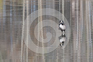 One Legged Canada Goose Reflection in Zig Zag Pond
