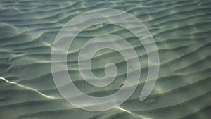 Ripples on surface of sand sea bottom, clear and calm blue sea water, fishes in water, nature texture