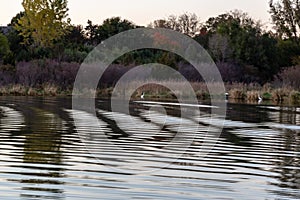 Ripples from water craft or boat on the lake at dusk with fall colors