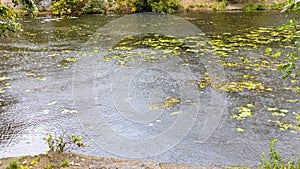 Ripples in water surface of city pond in rain