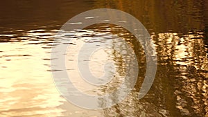 ripples on the water surface with reflection of branches of weeping willow tree and fresh green spring goslings shaking