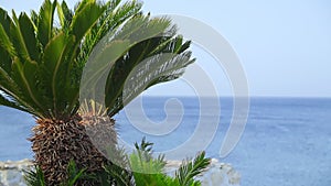 A rippling blue sea with sun glare and a sky in the foreground with date palms and green vegetation