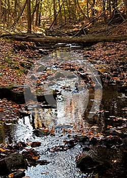 Rippling Water and Fabulous Fall Foliage on Stream in Forest