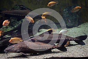 Ripsaw catfish Oxydoras niger