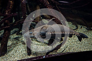 Ripsaw Catfish Oxydoras niger photo