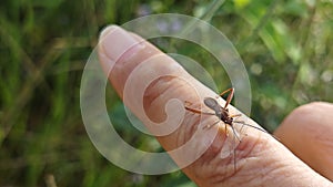 the Riptortus linearis bug perching and crawling on human hand.