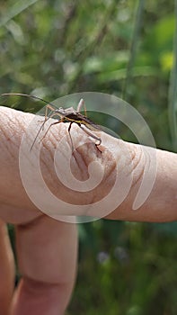 the Riptortus linearis bug perching and crawling on human hand.