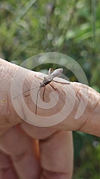 the Riptortus linearis bug perching and crawling on human hand.
