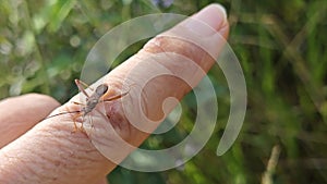 the Riptortus linearis bug perching and crawling on human hand.