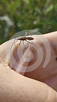 the Riptortus linearis bug perching and crawling on human hand.
