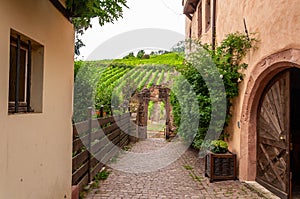 Riquewihr in Alsace, France. Enchanting medieval village. View of the vineyards from the old village within the walls. photo