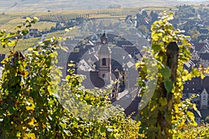 Riquewihr village from across vineyard, France