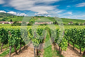 Riquewihr wineyard in Alsace in France