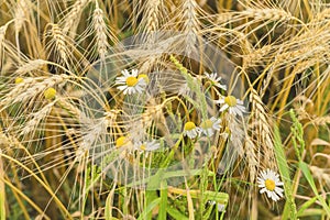Rire ears of cereals and wild daisies in the hot summer noon on the farm. Rural background