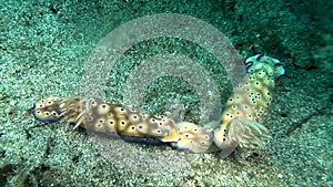 Risbecia tryoni mating nudibranch Indonesia