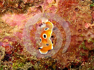 RisbÃÂ©cie - Risbecia