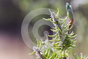 Risen blooming inflorescences female flowering catkin or ament on Salix alba white willow in early spring before the leaves. Colle